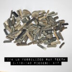 bulk lot of fossil stingray teeth