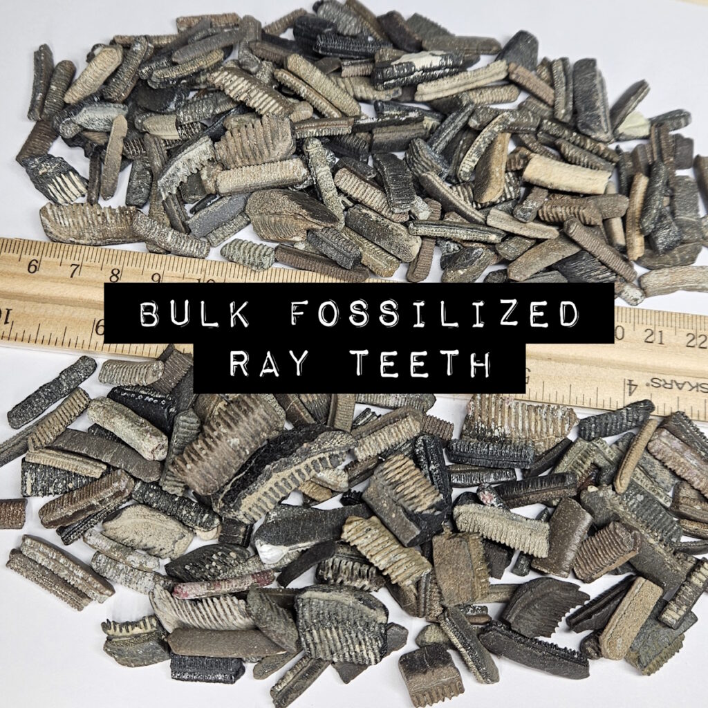 bulk fossilized stingray teeth florida
