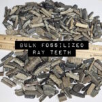 bulk fossilized stingray teeth florida