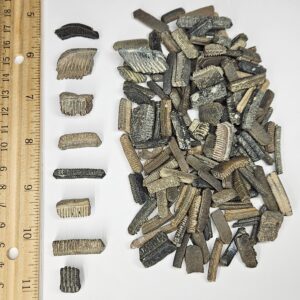 bulk fossilized stingray teeth florida