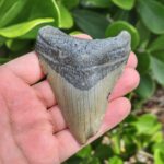 3.70" meg ledge megalodon tooth