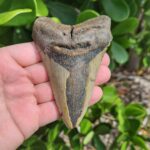 4.38" meg ledge megalodon tooth