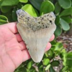 4.14" meg ledge megalodon tooth lingual side