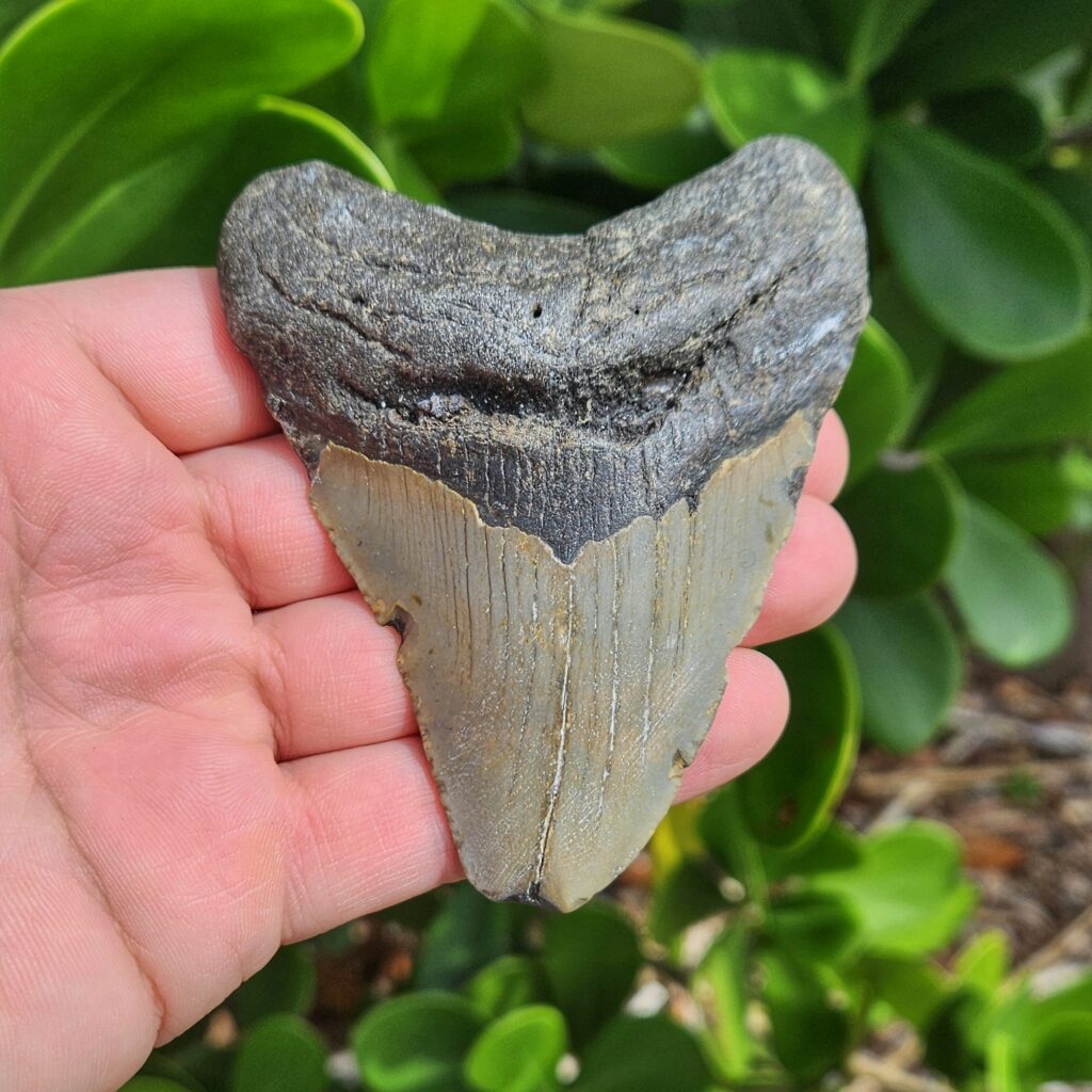 3.98" meg ledge megalodon tooth