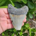 3.98" meg ledge megalodon tooth lingual side