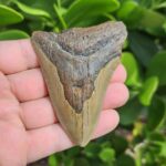 3.44" meg ledge megalodon tooth