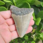3.44" meg ledge megalodon tooth lingual side