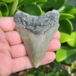 3.57" meg ledge megalodon tooth