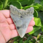 3.57" meg ledge megalodon tooth lingual side