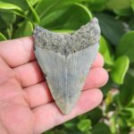 3.29" meg ledge megalodon tooth lingual side