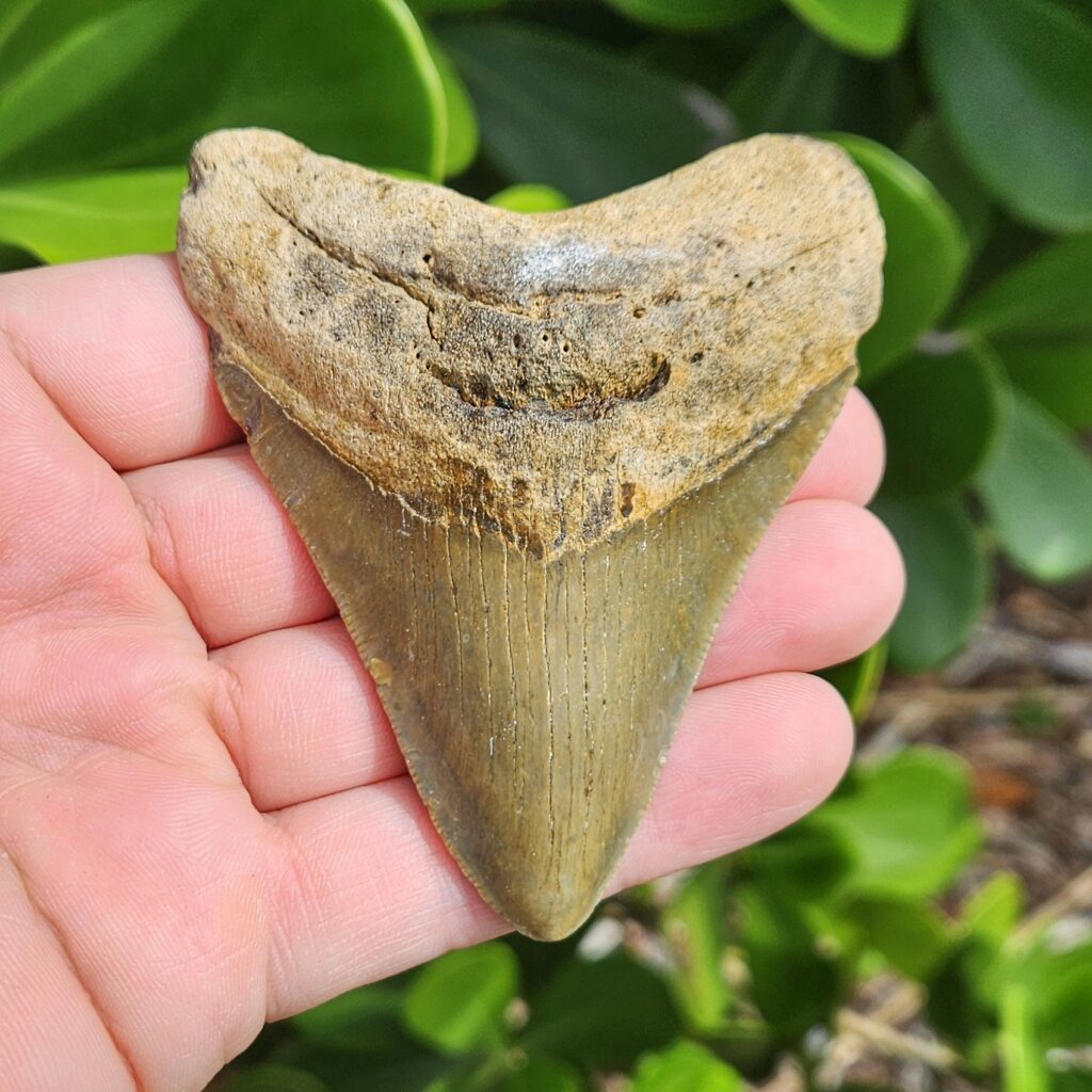 3.61" meg ledge megalodon tooth