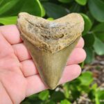 3.61" meg ledge megalodon tooth