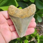3.61" meg ledge megalodon tooth lingual side