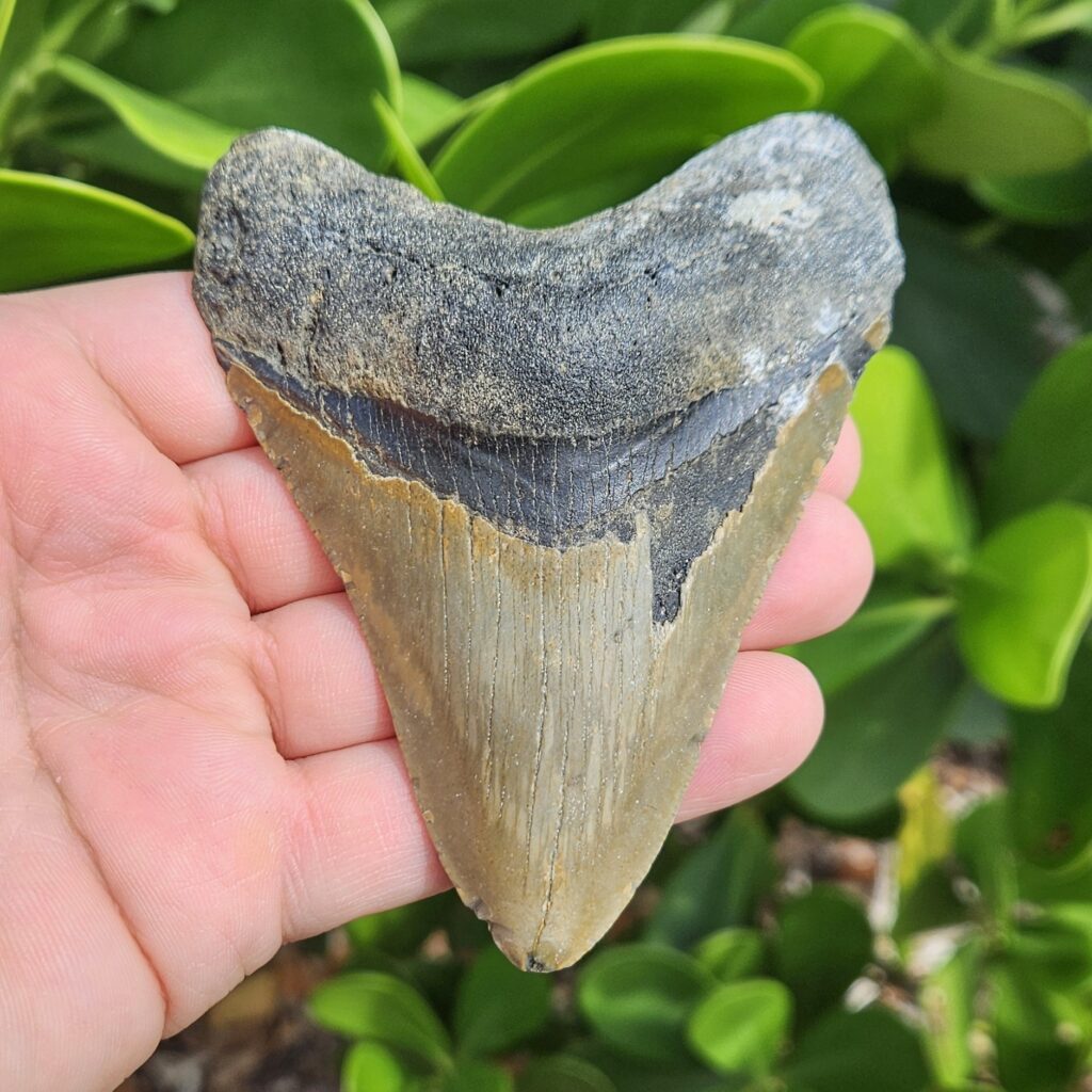 4.31" meg ledge megalodon tooth