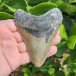 4.31" meg ledge megalodon tooth