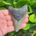 3.79" meg ledge megalodon tooth