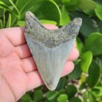 3.79" meg ledge megalodon tooth lingual side