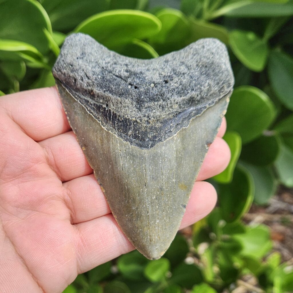 4.12" meg ledge megalodon tooth
