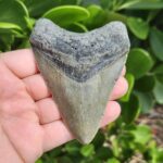 4.12" meg ledge megalodon tooth