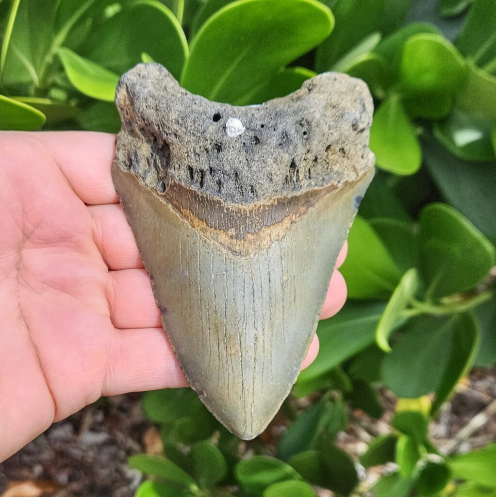 4.75" meg ledge megalodon tooth