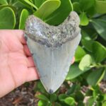4.75" meg ledge megalodon tooth lingual side