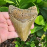 4.43" meg ledge megalodon tooth