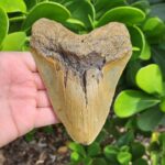 5.75" meg ledge megalodon tooth