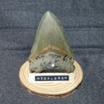 4.75" megalodon tooth on display stand