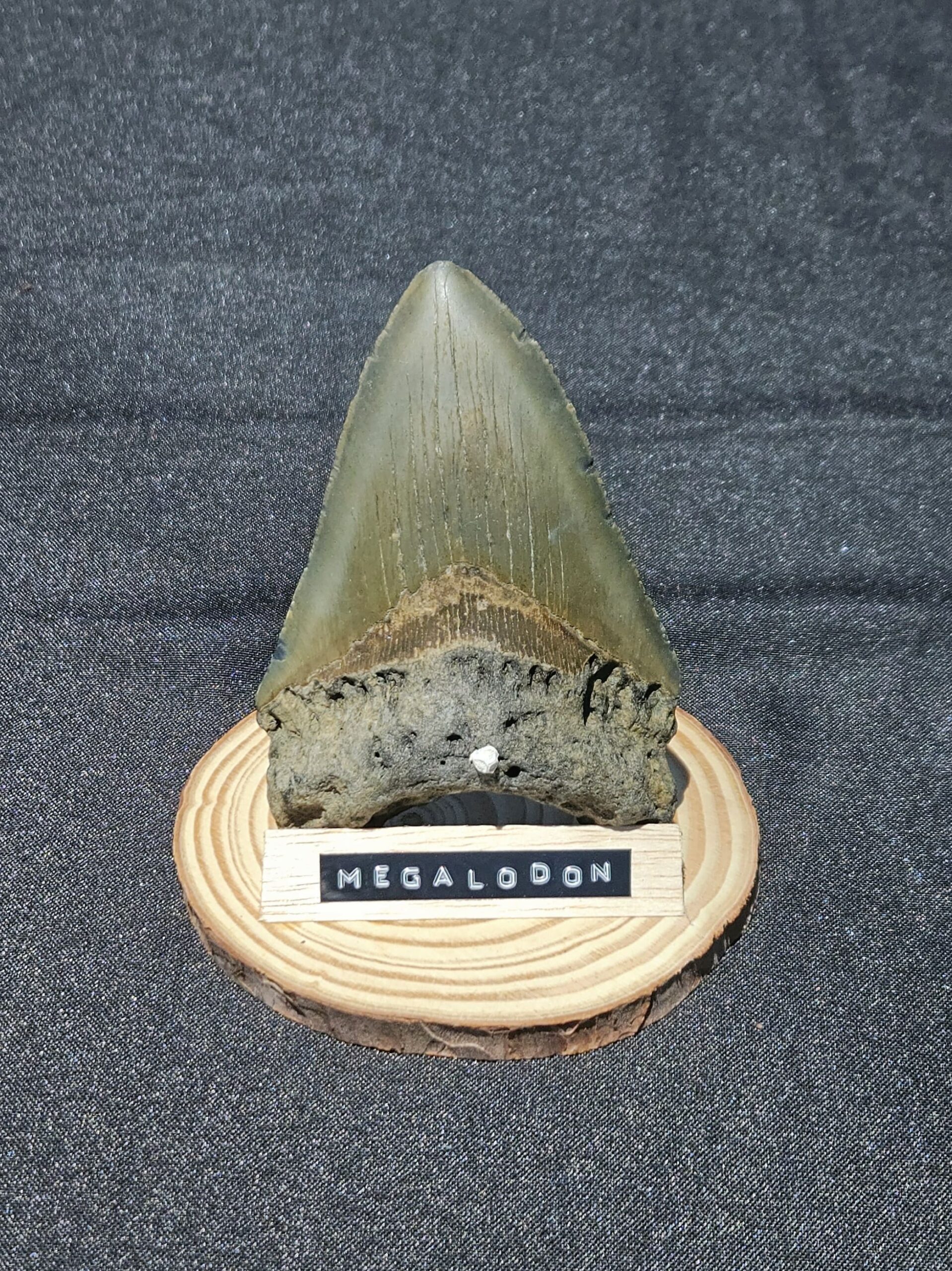 4.75" megalodon tooth on display stand