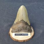 5.40" megalodon tooth on display stand