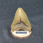 5.75" megalodon tooth on display stand