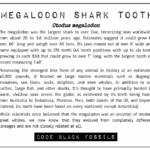 megalodon shark tooth ID card