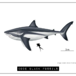 megalodon size comparison
